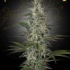 Hawaiian Snow feminizada de Green House Seeds