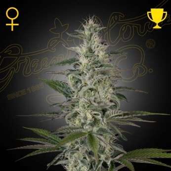 Hawaiian Snow feminizada de Green House Seeds