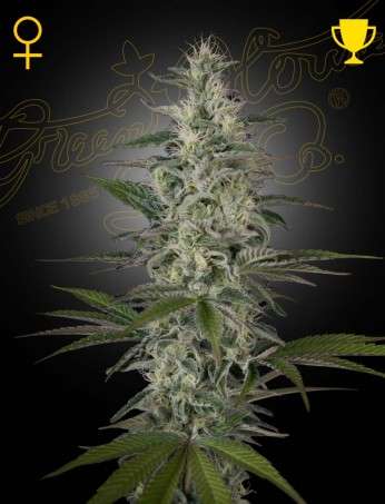 Hawaiian Snow feminizada de Green House Seeds