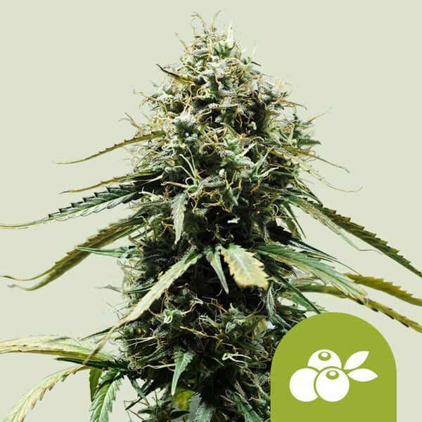 Haze Berry Auto de Royal Queen Seeds