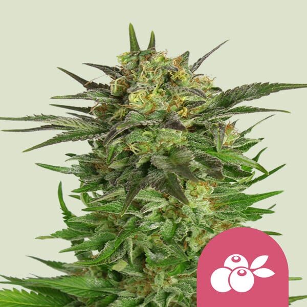 Haze Berry feminizada de Royal Queen Seeds