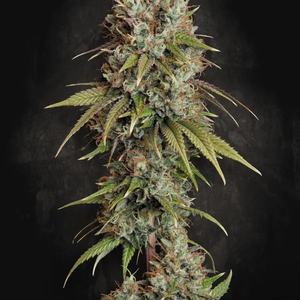 Highway 66 feminizada de Paradise Seeds