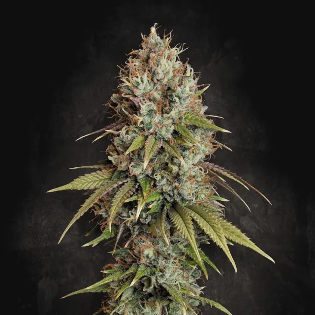 Highway 66 feminizada de Paradise Seeds