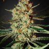 Himalaya Gold feminizada de Green House Seeds