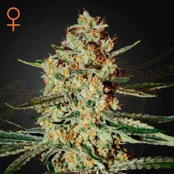 Himalaya Gold feminizada de Green House Seeds