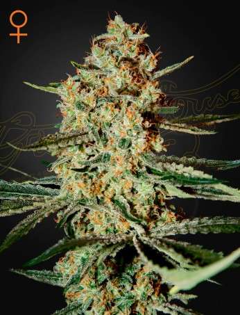 Himalaya Gold feminizada de Green House Seeds