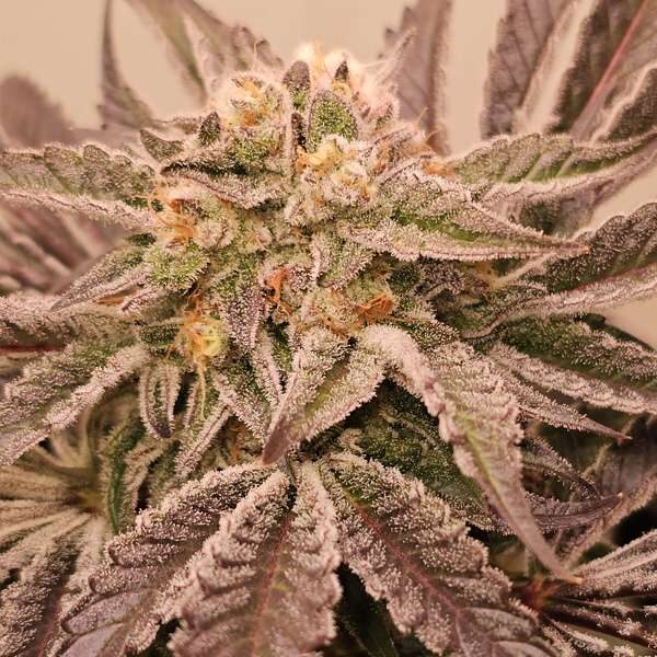 Hindu Runtz feminizada de Karma Genetics