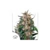 Hollands Hope feminizada de Dutch Passion