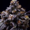 Hollywood feminizada de Cookies Seed Bank