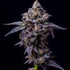 Hollywood feminizada de Cookies Seed Bank