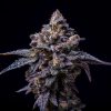 Hollywood feminizada de Cookies Seed Bank