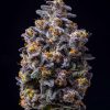 Hollywood feminizada de Cookies Seed Bank
