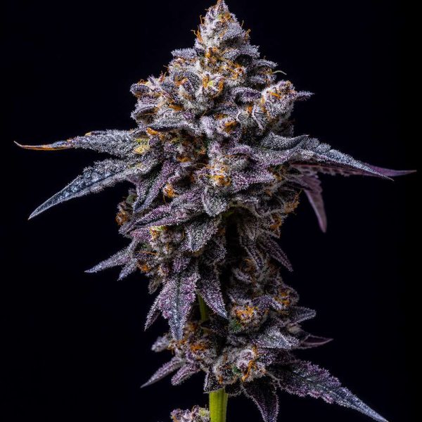 Hollywood feminizada de Cookies Seed Bank