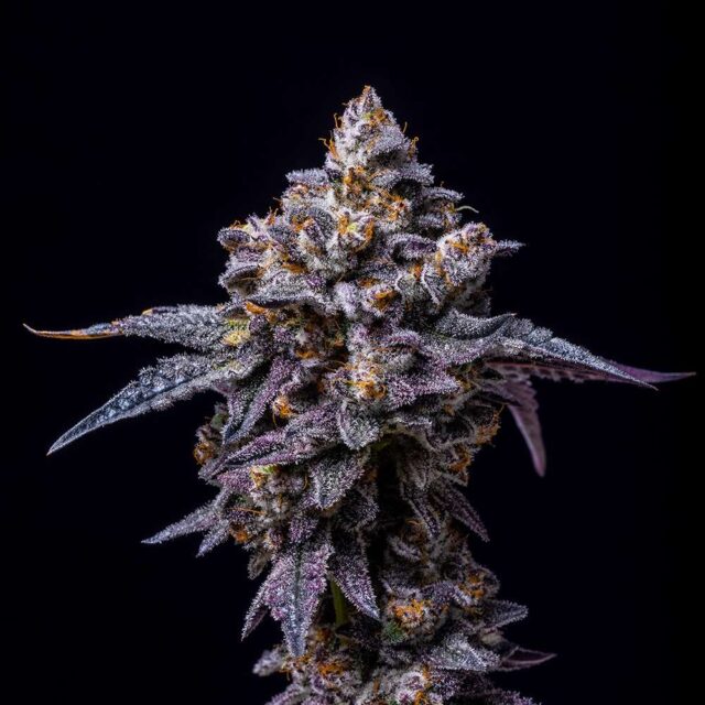 Hollywood feminizada de Cookies Seed Bank