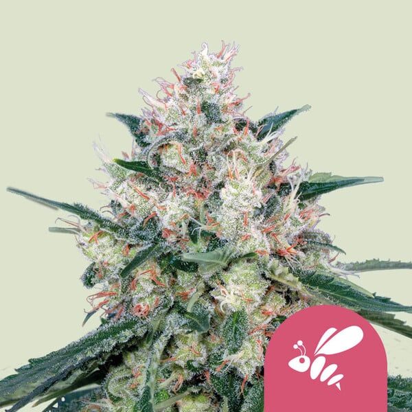 Honey Cream (Fast Version) feminizada de Royal Queen Seeds
