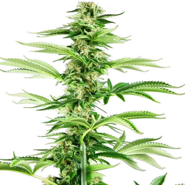 Honey Melon Haze feminizada de Sensi Seeds