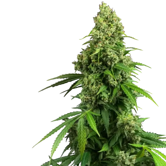 Honey Melon Kush Auto de Sensi Seeds