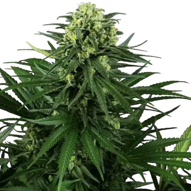 Honey Melon Kush feminizada de Sensi Seeds