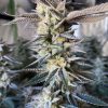 HuckleBerry Punch feminizada de Elev8 Seeds