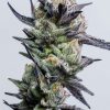 HuckleBerry Punch feminizada de Elev8 Seeds