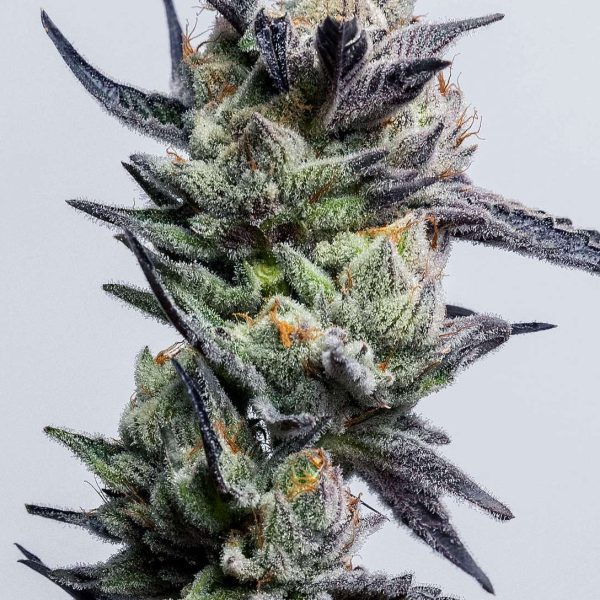 HuckleBerry Punch feminizada de Elev8 Seeds