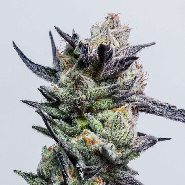 HuckleBerry Punch feminizada de Elev8 Seeds