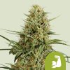 Hulkberry Auto de Royal Queen Seeds