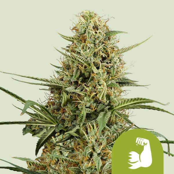 Hulkberry Auto de Royal Queen Seeds