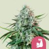 Hulkberry feminizada de Royal Queen Seeds