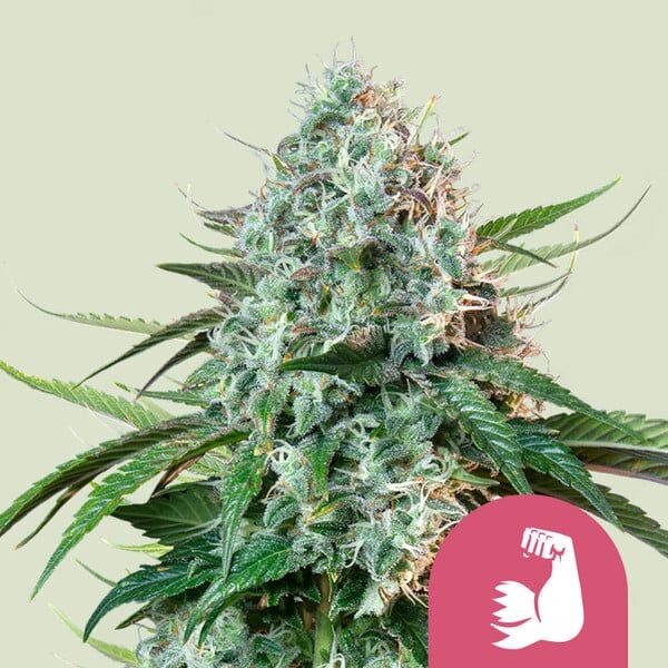 Hulkberry feminizada de Royal Queen Seeds