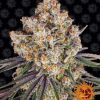 Ice Cream Cake feminizada de Barney’s Farm