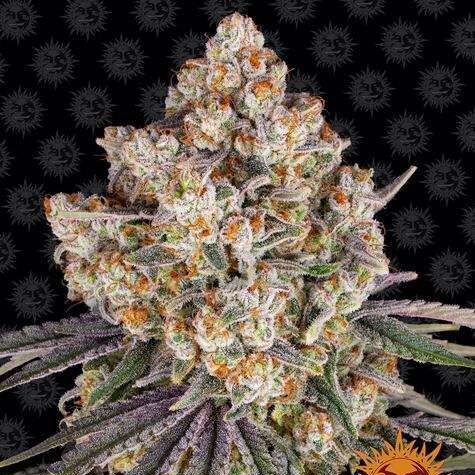 Ice Cream Cake feminizada de Barney’s Farm