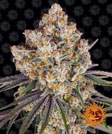 Ice Cream Cake feminizada de Barney’s Farm