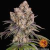 Ice Cream Cake feminizada de Barney’s Farm
