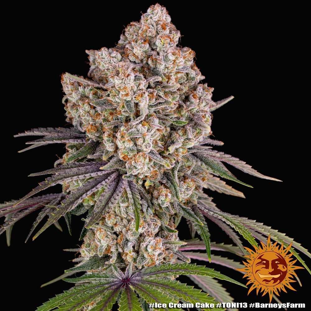 Ice Cream Cake feminizada de Barney’s Farm - Imagen 2