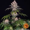 Ice Cream Cake feminizada de Barney’s Farm
