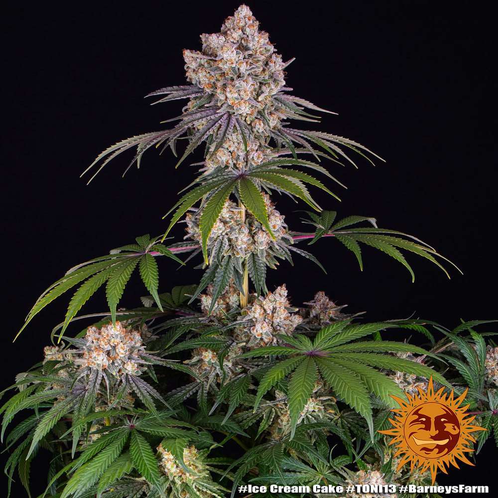 Ice Cream Cake feminizada de Barney’s Farm - Imagen 3