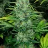 Ice Cream feminizada de Paradise Seeds