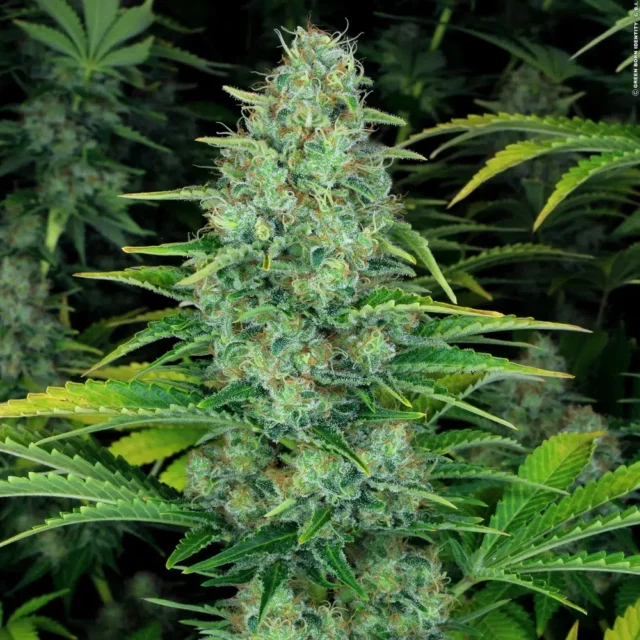 Ice Cream feminizada de Paradise Seeds