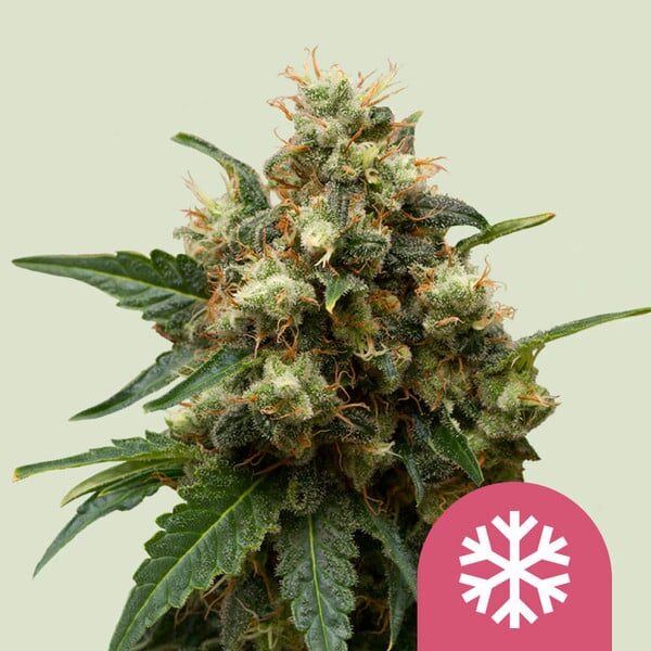 Ice feminizada de Royal Queen Seeds