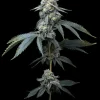 Jealousy Feminizada de Barney's Farm