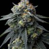 Jealousy Feminizada de Barney's Farm