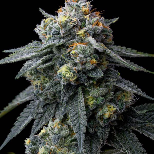 Jealousy Feminizada de Barney's Farm