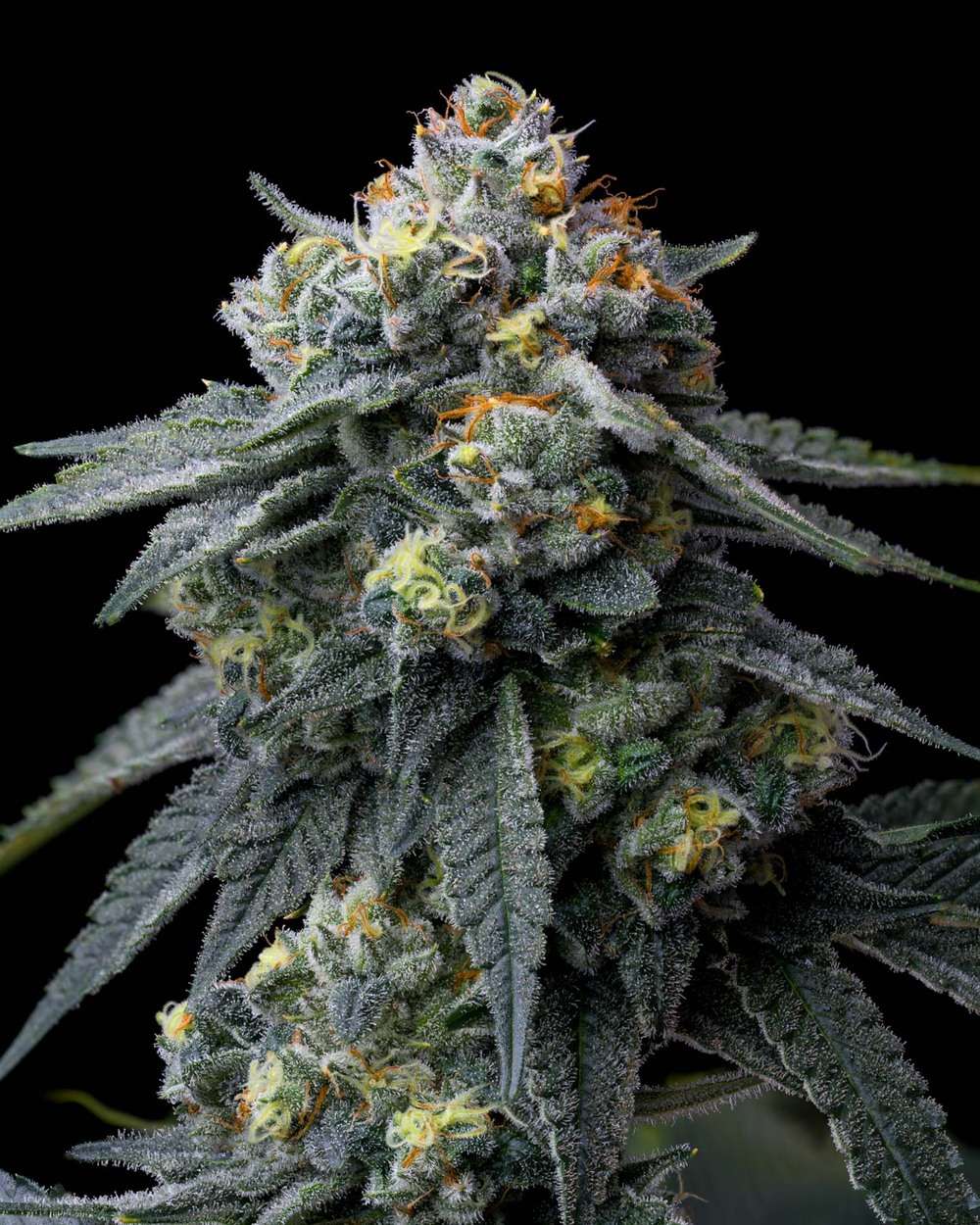 Jealousy Feminizada de Barney's Farm