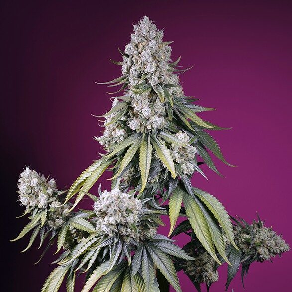 Jealousy Z XL Auto de Sweet Seeds
