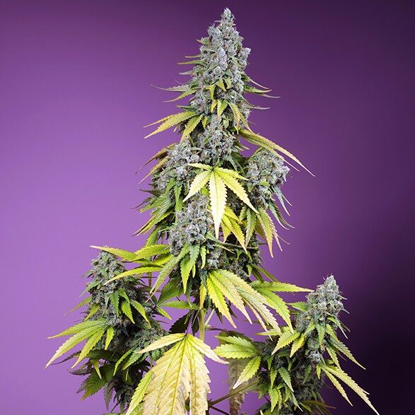 Jet Fuel Mandarine XL Auto de Sweet Seeds