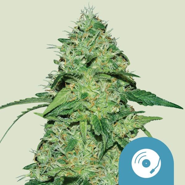 Joanne's CBD feminizada de Royal Queen Seeds