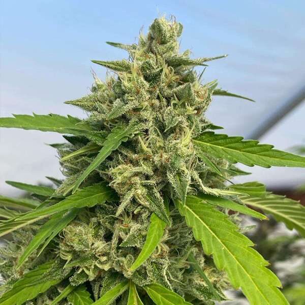 Judge Dread feminizada de Karma Genetics