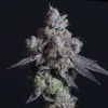King Cone feminizada de Elev8 Seeds