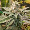 King Cone feminizada de Elev8 Seeds